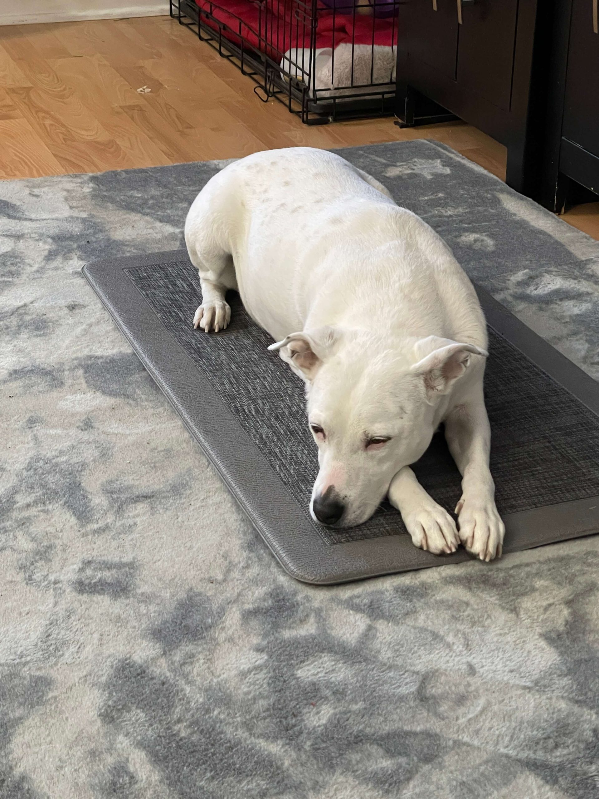 mat training for dogs helps them relax