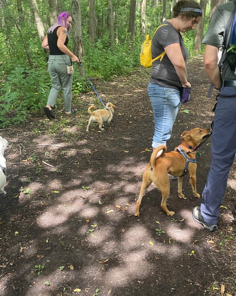 reactive dog hikes allow dogs and owners to practice skills