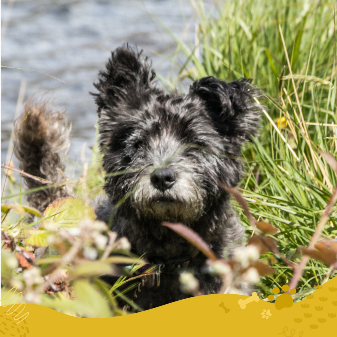 COME PLAY- Carousel Photo