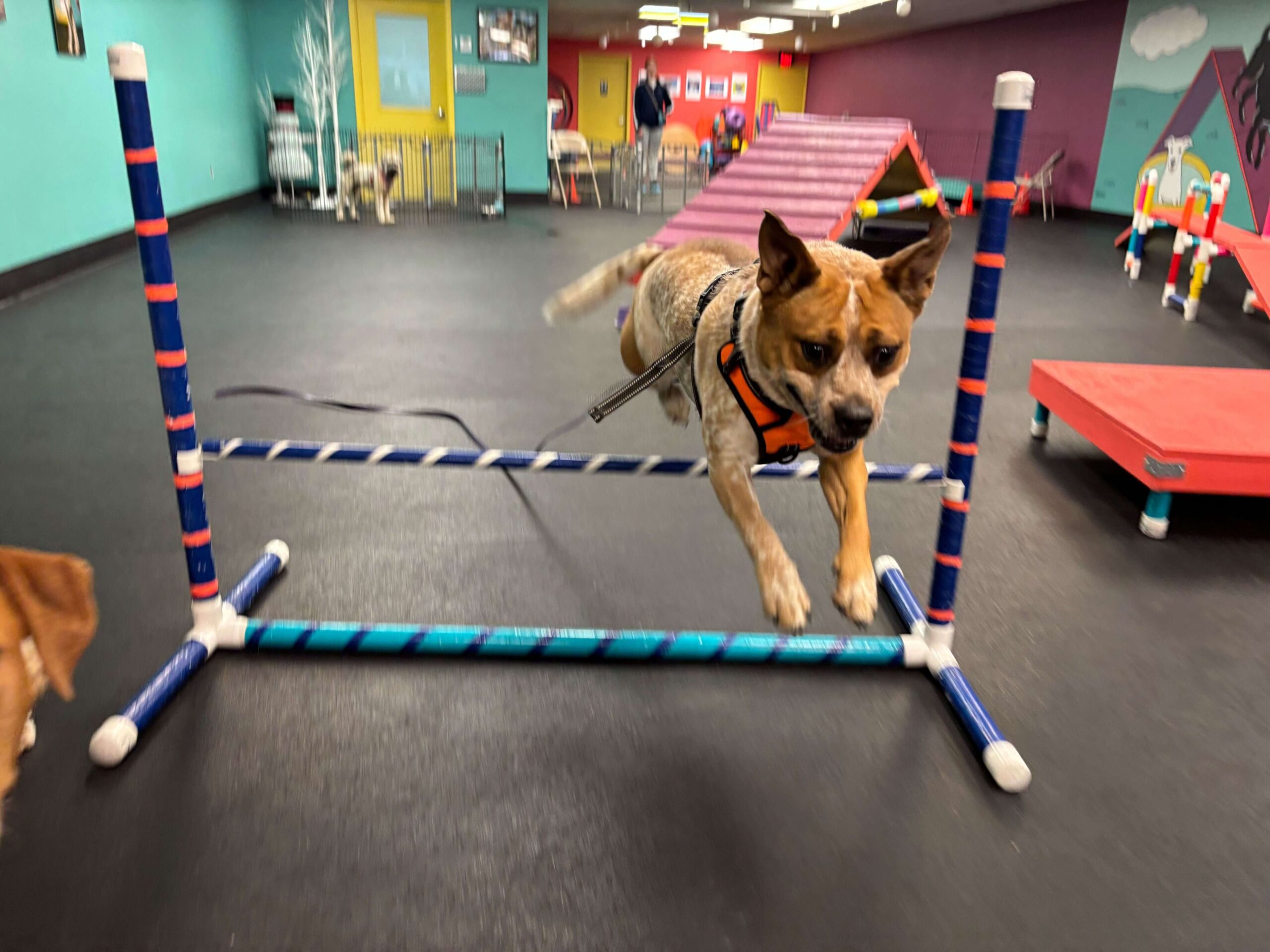 Medium brown and white dog happily jumping over a dog jump in the gym. Other dogs can be seen in the background as part of a day care program