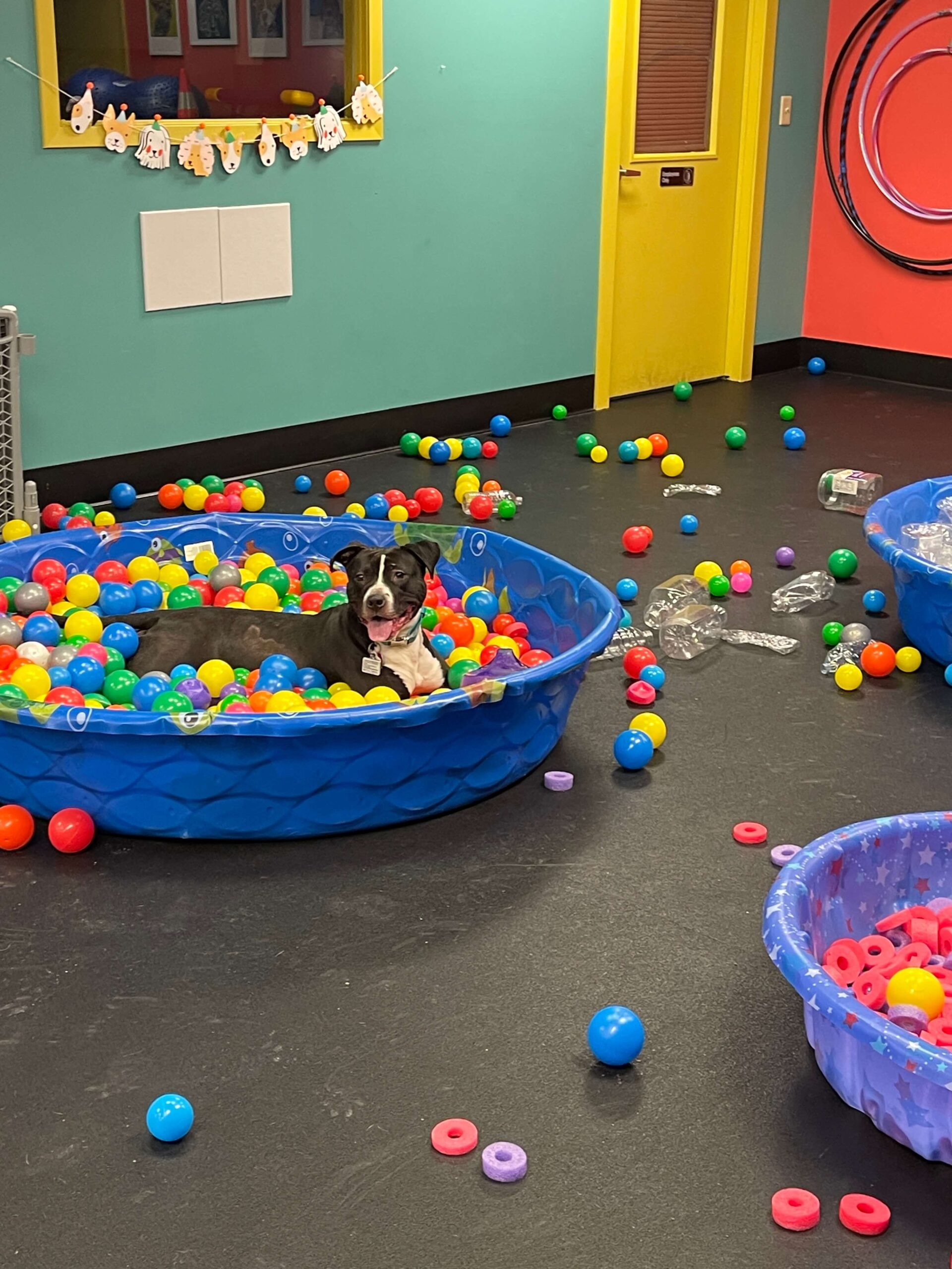 Large black dog in a pool filled with balls, relaxing