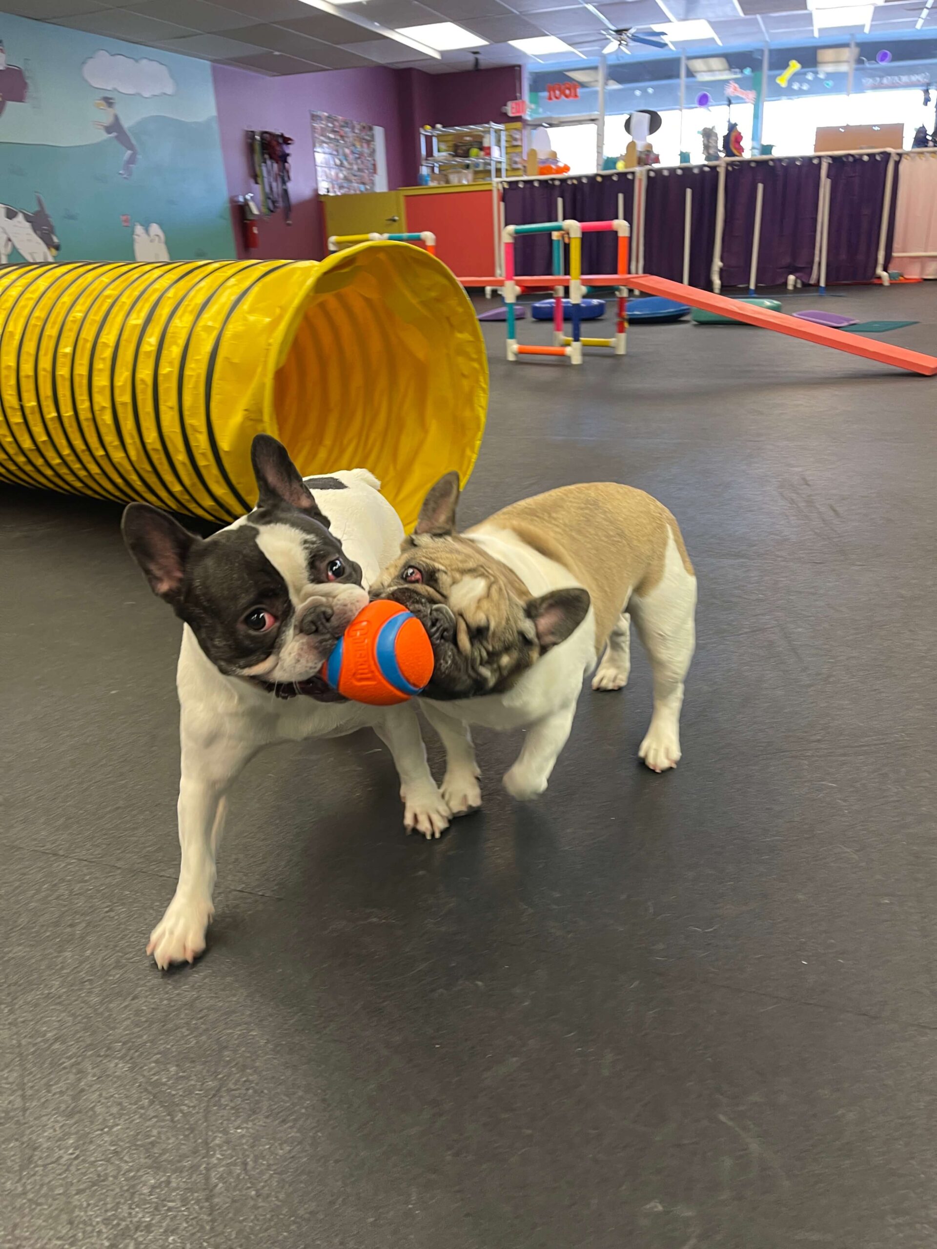 Two french bull dogs carrying the same orange and blue ball