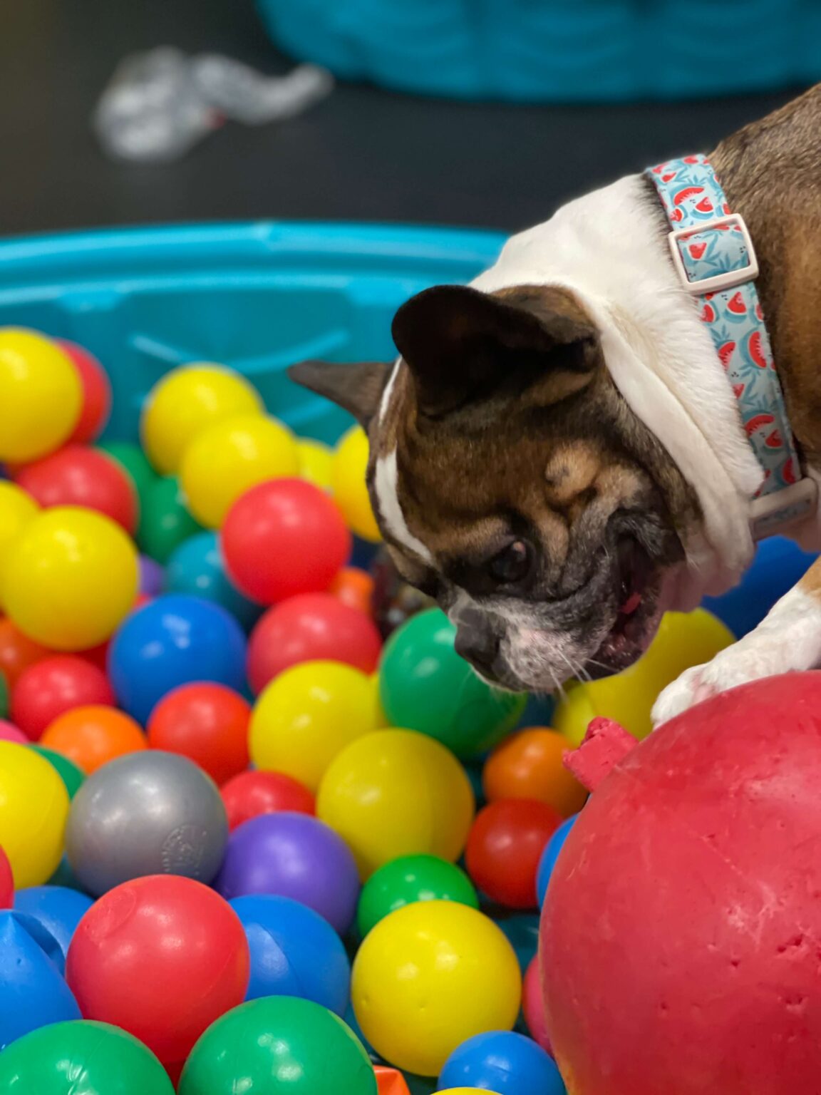 Small dog sniffing a kiddie pool filled with balls. The ball pit is good enrichment.