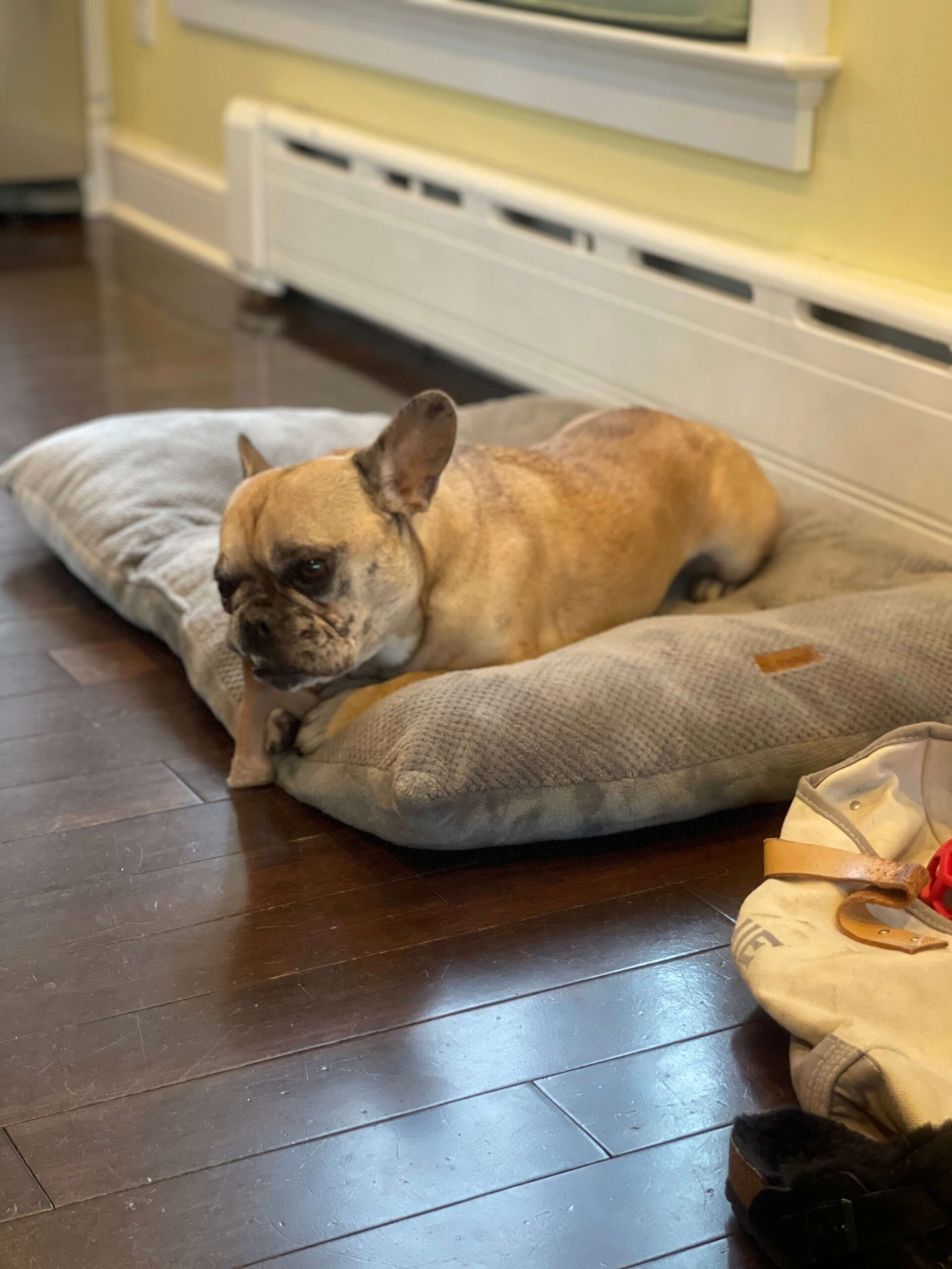 small french bulldog relaxing on a large dogbed