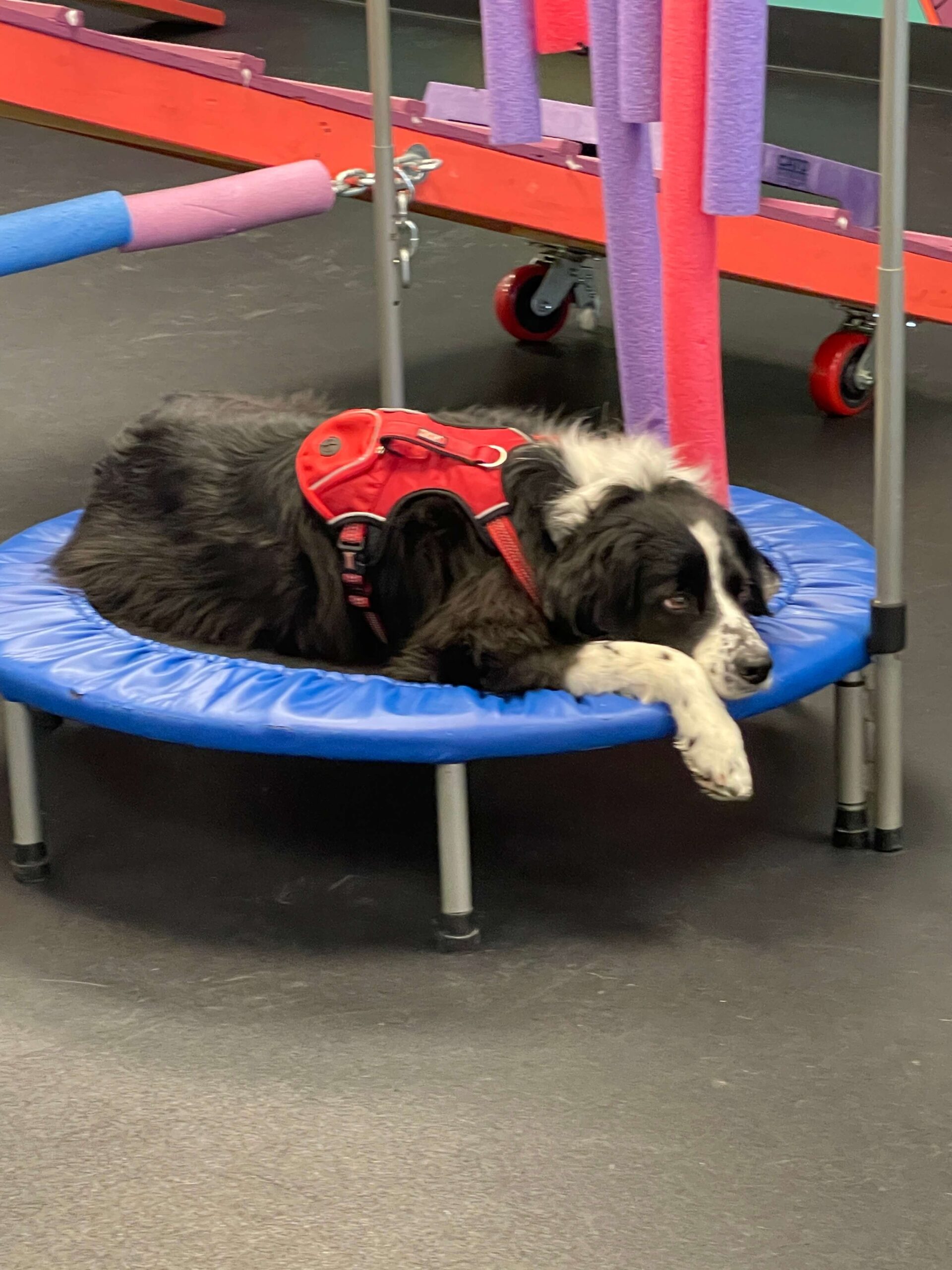 Dog relaxing during playgroup
