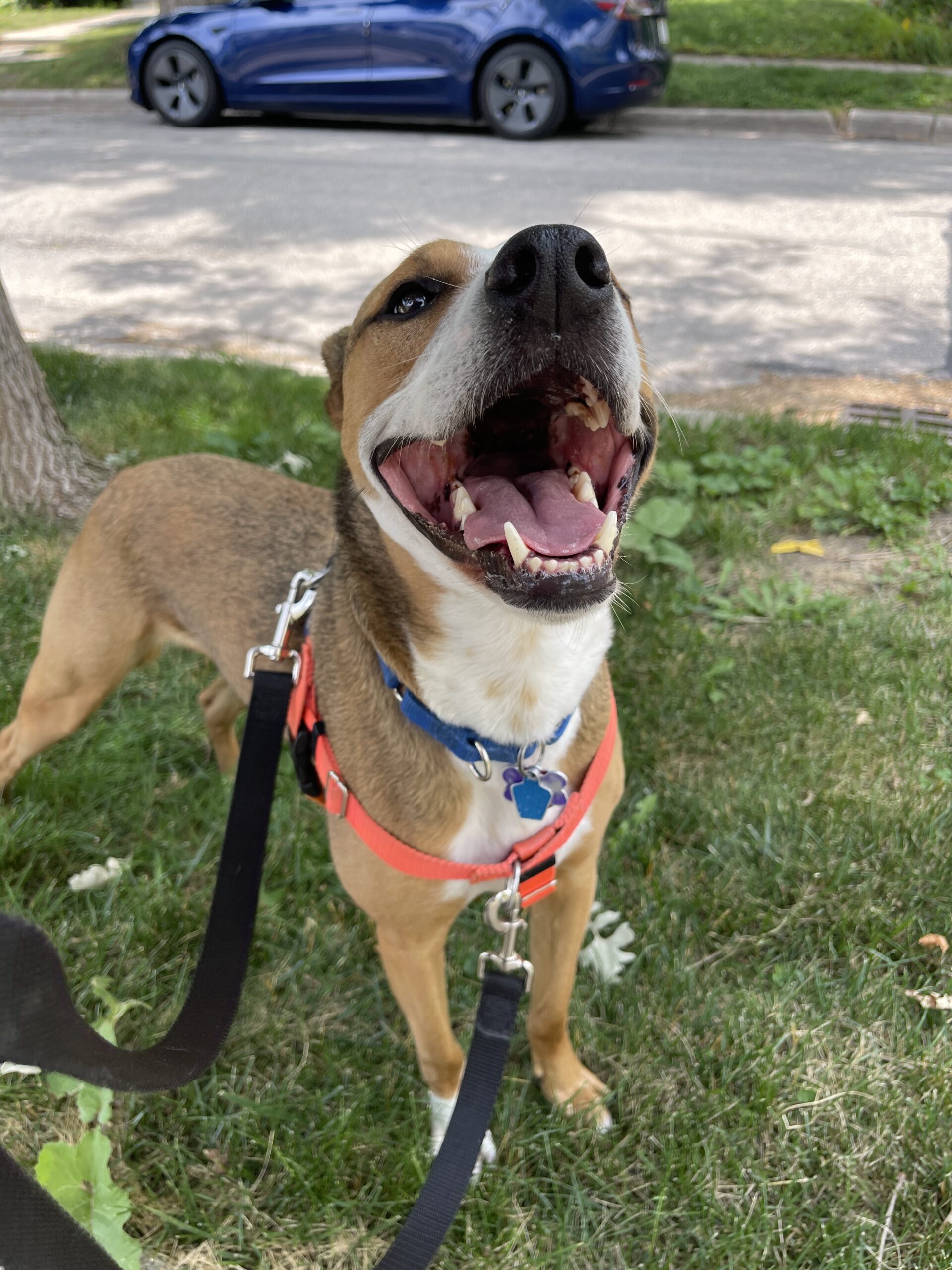 happy dog smiling