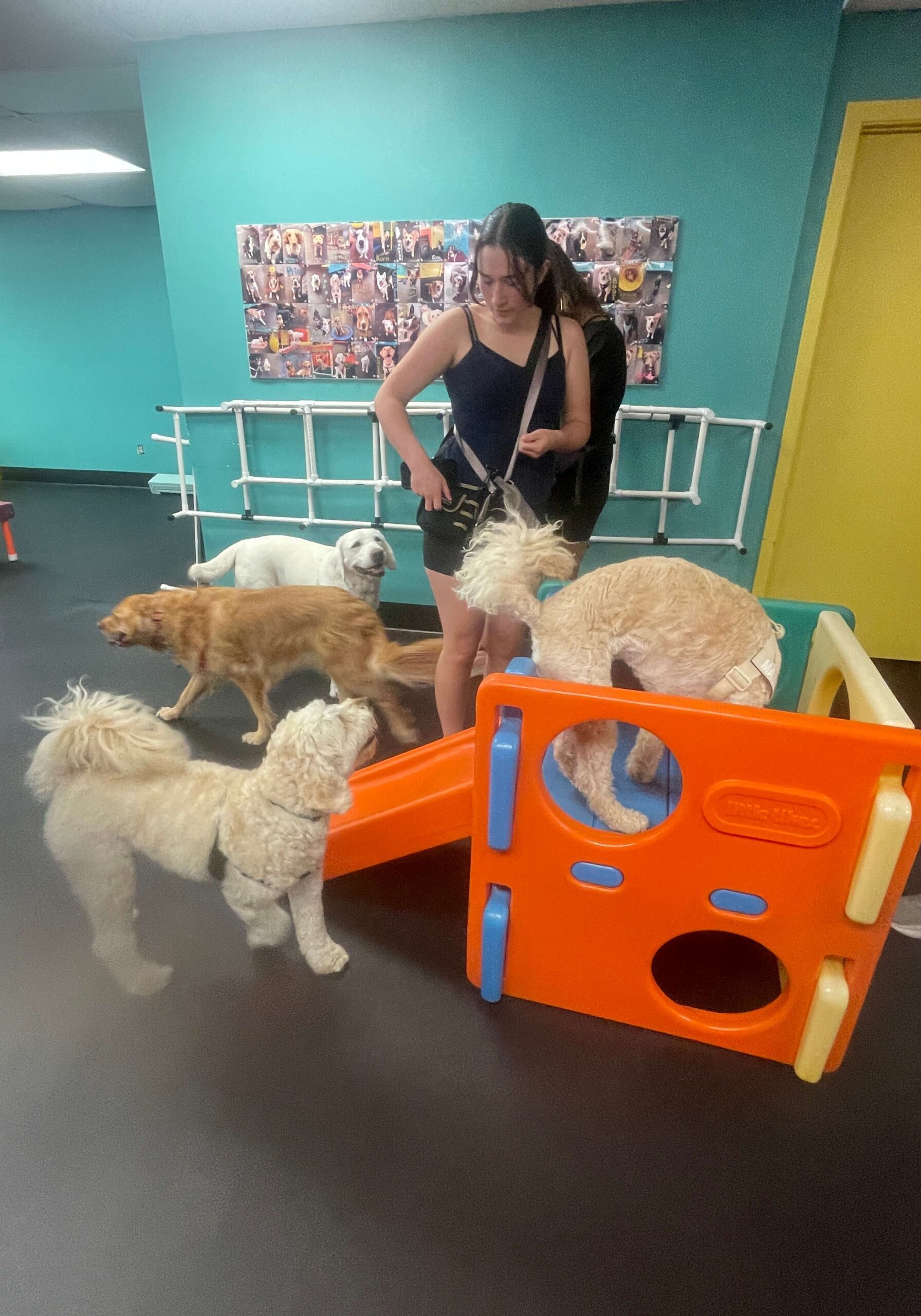 dogs in playgroup