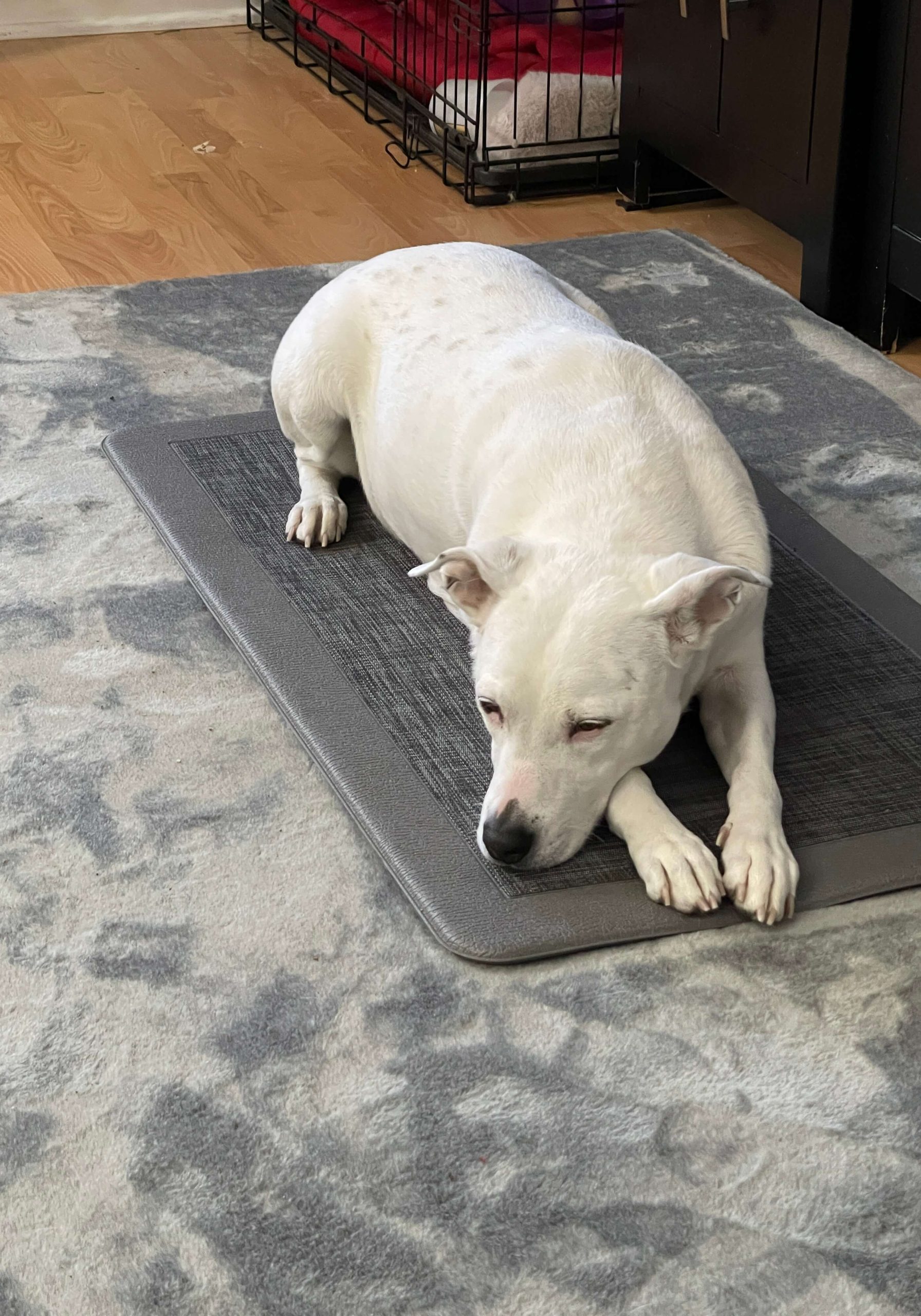 mat training for dogs helps them relax